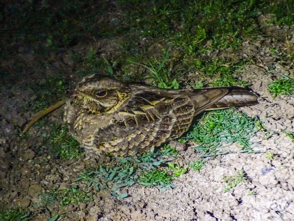 pench-indian-nightjar-birdwatching-travelwith