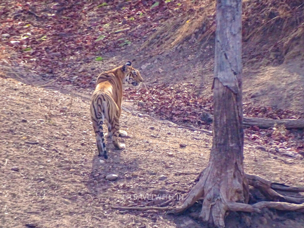 pench-tiger-wildlife-tour-travelwith