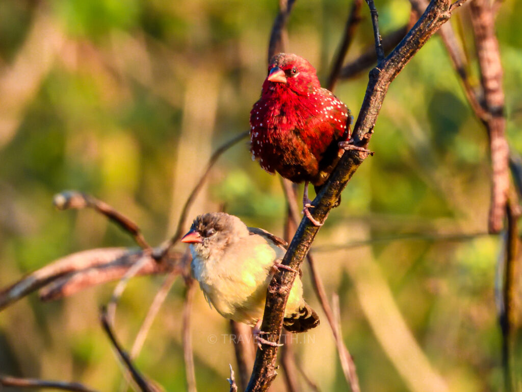 rajaji-national-park-red-munia-avadavat-birdwatching-travelwith