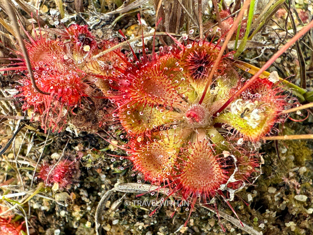 sanjay-dubri-drocera-carnivorous-plant-travelwith