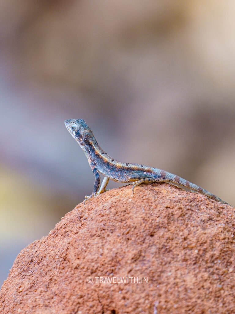 sanjay-dubri-fan-throated-lizard-travelwith