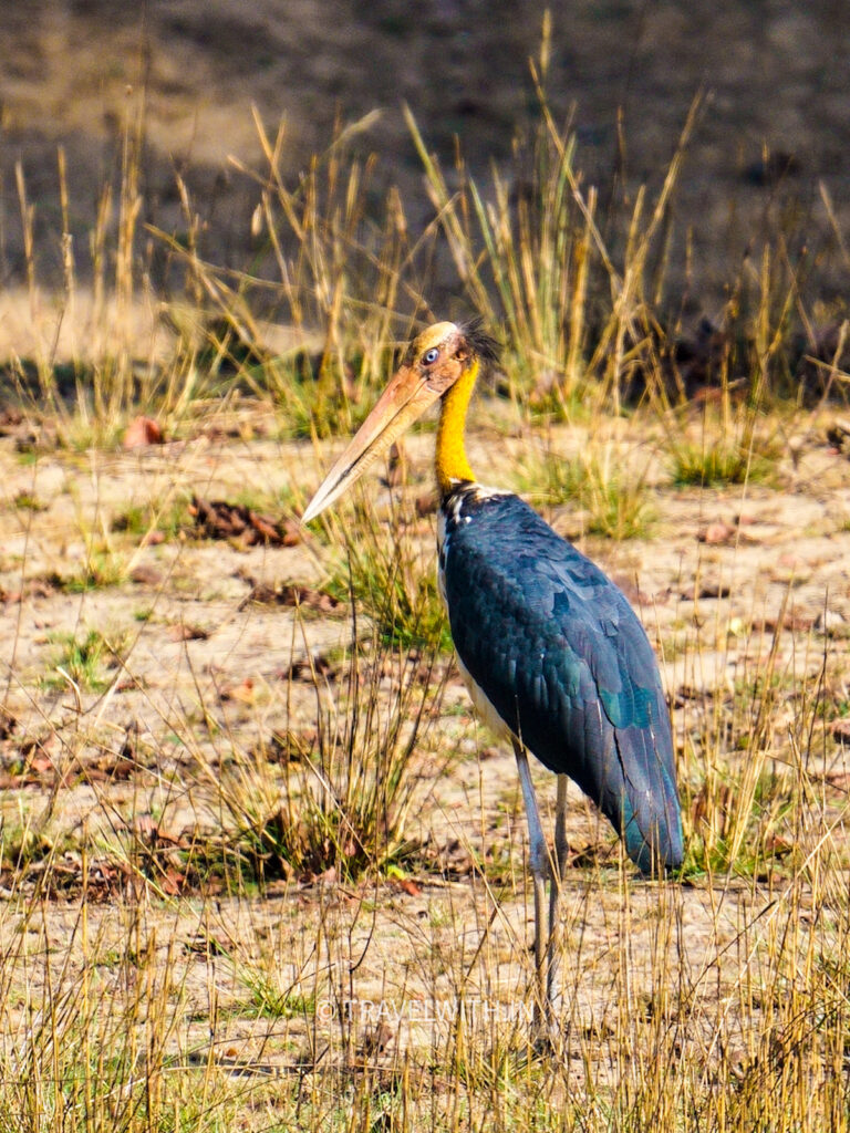 sanjay-dubri-lesser-adjutant-stork-travelwith