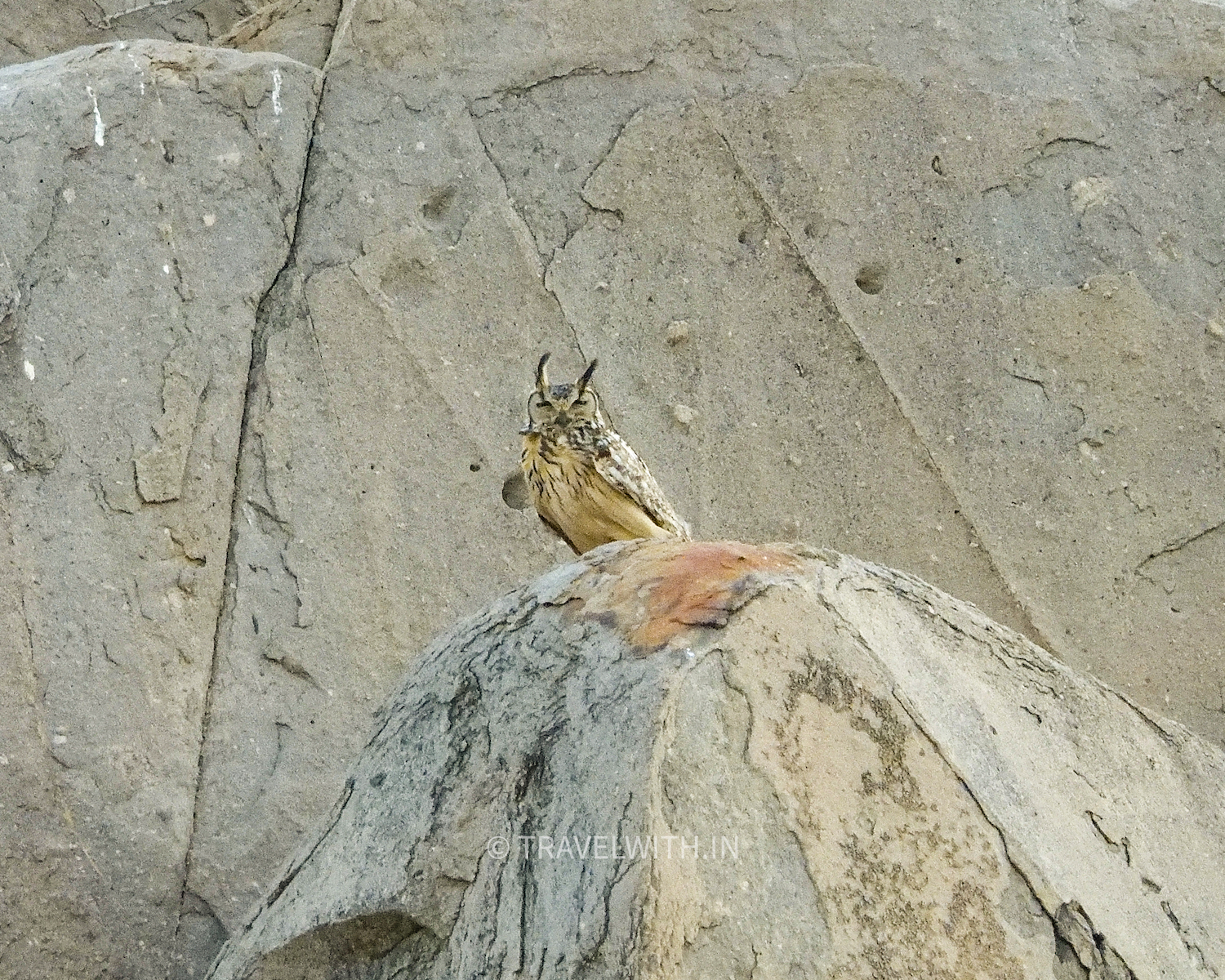 sariska-national-park-indian-eagle-owl-birdwatching-travelwith