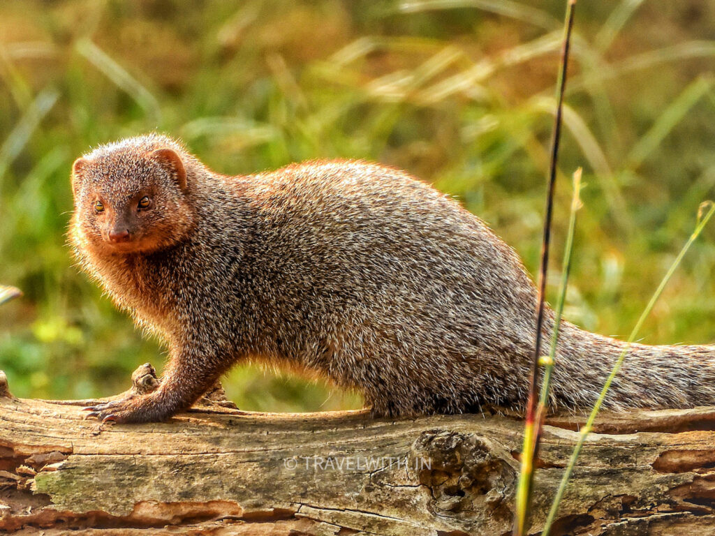 sariska-national-park-indian-grey-mongoose-travelwith