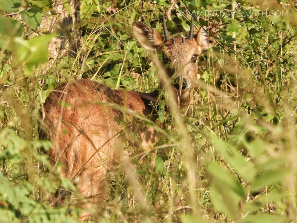 satpura-four-horned-antelope-travelwith