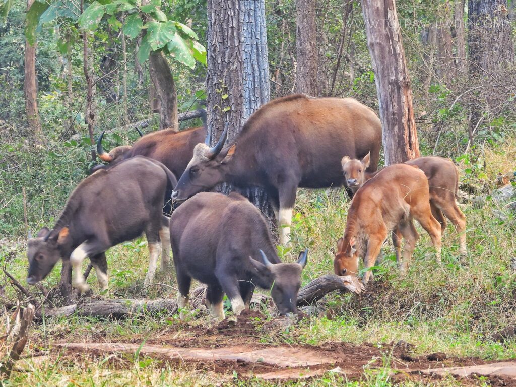 satpura-indian-bison-gaur-safari-travelwith