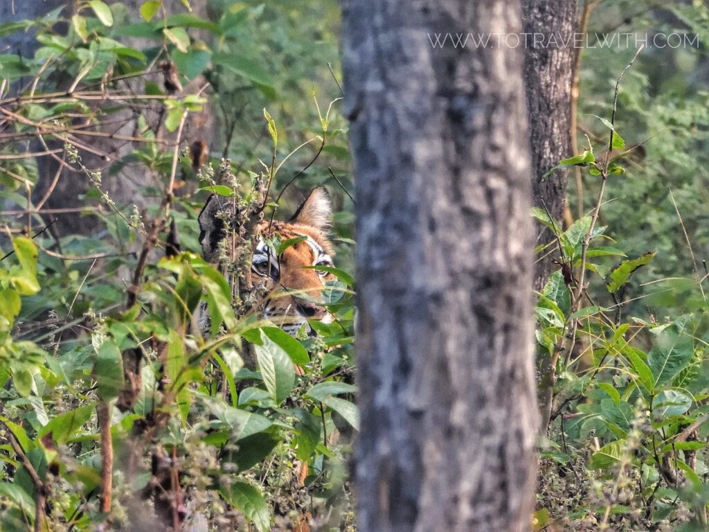 satpura-tiger-sighting-travelwith