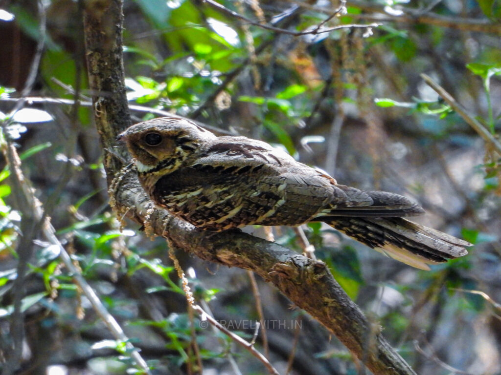 sattal-birding-large-tailed-nightjar-sony-travelwith