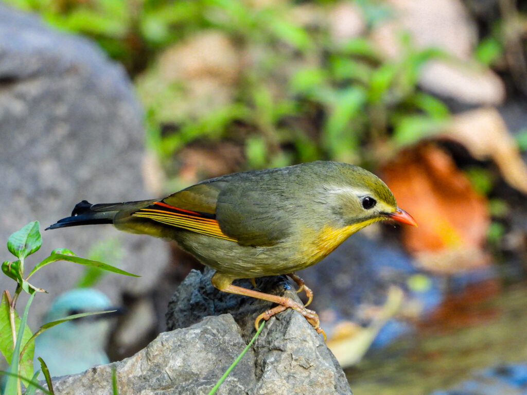 sattal-birds-red-billed-leiothrix-travelwith