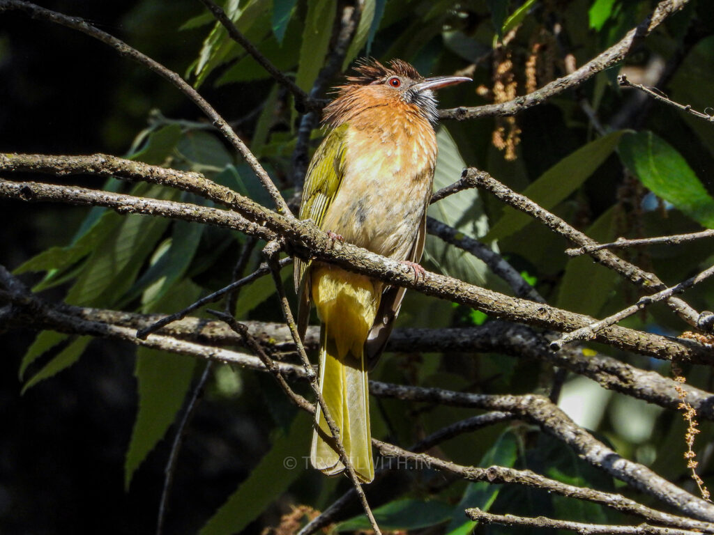 sattal-lake-birders-paradise-mountain-bulbul-travelwith