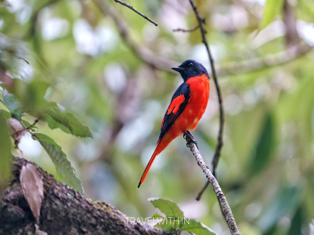 sattal-lake-birdwatching-scarlet-minivet-male-travelwith