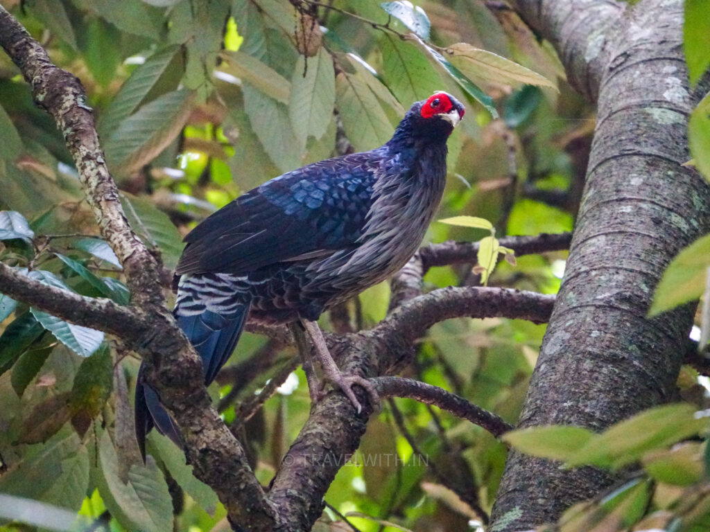 sattal-lake-kalij-pheasant-roosting-dusk-travelwith