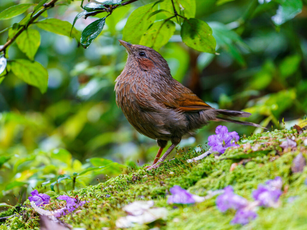 sattal-streaked-laughing-thrush-beautiful-frame-birding-travelwith