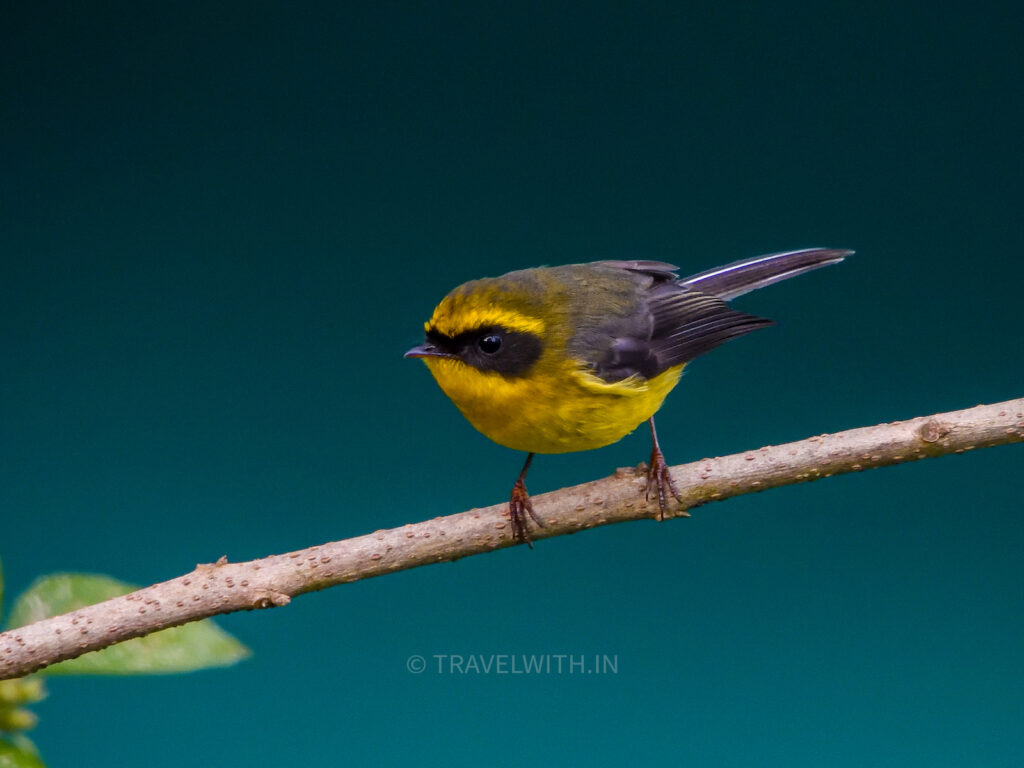 sikkim-gangtok-yellow-bellied-fantail-birdwatching-tour-travelwith