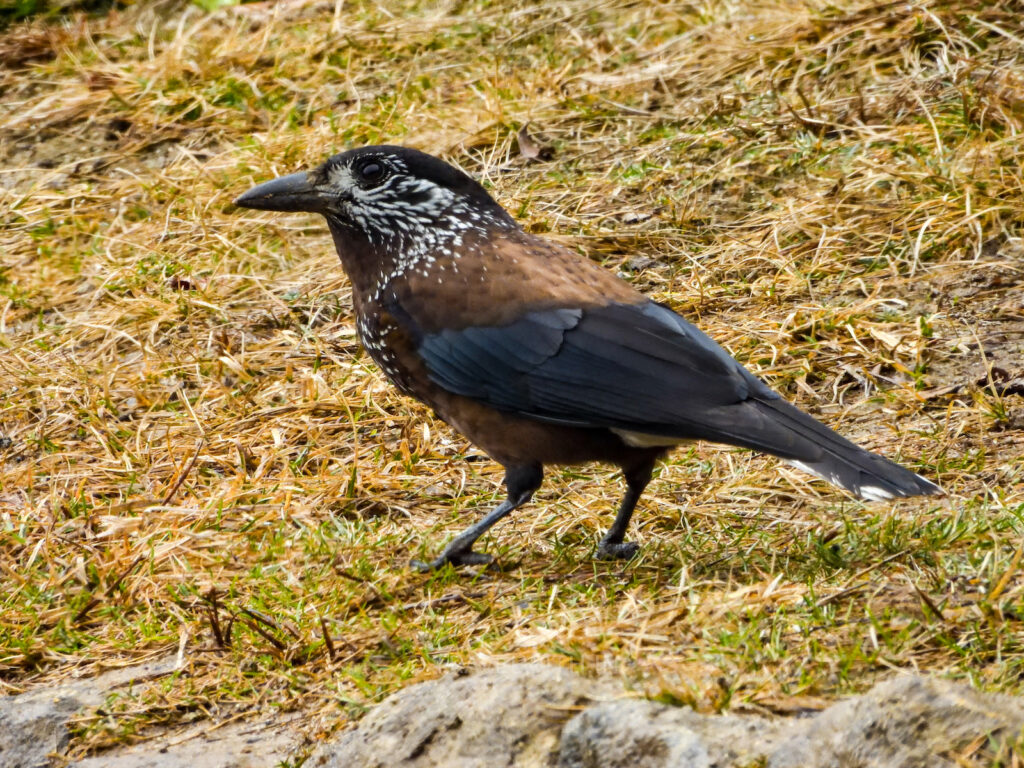 singalila-national-park-birdwatching-tour-spotted-nutcracker-travelwith