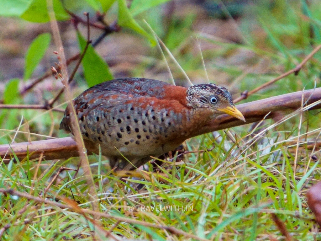 tadoba-birdwatching-tour-yellow-legged-button-quail-travelwith