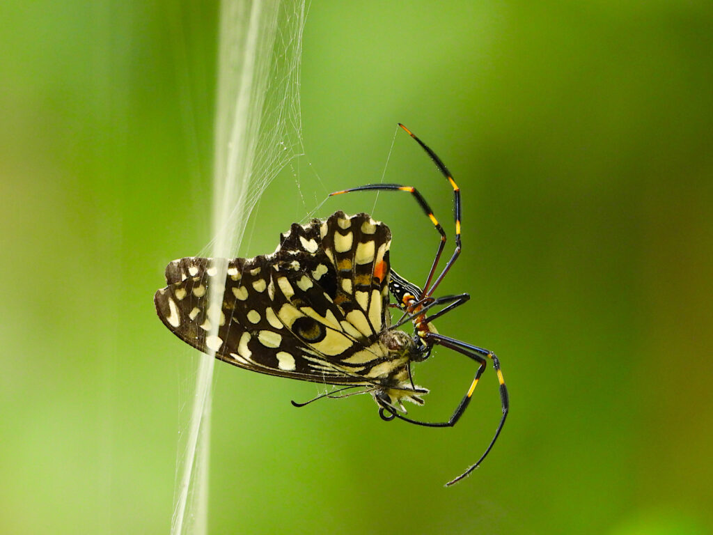 tadoba-butterfly-garden-spider-web-travelwith