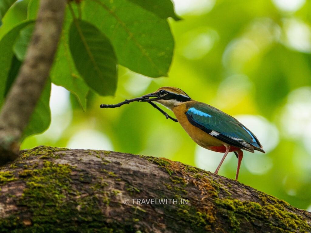 tadoba-national-park-birding-indian-pitta-travelwith