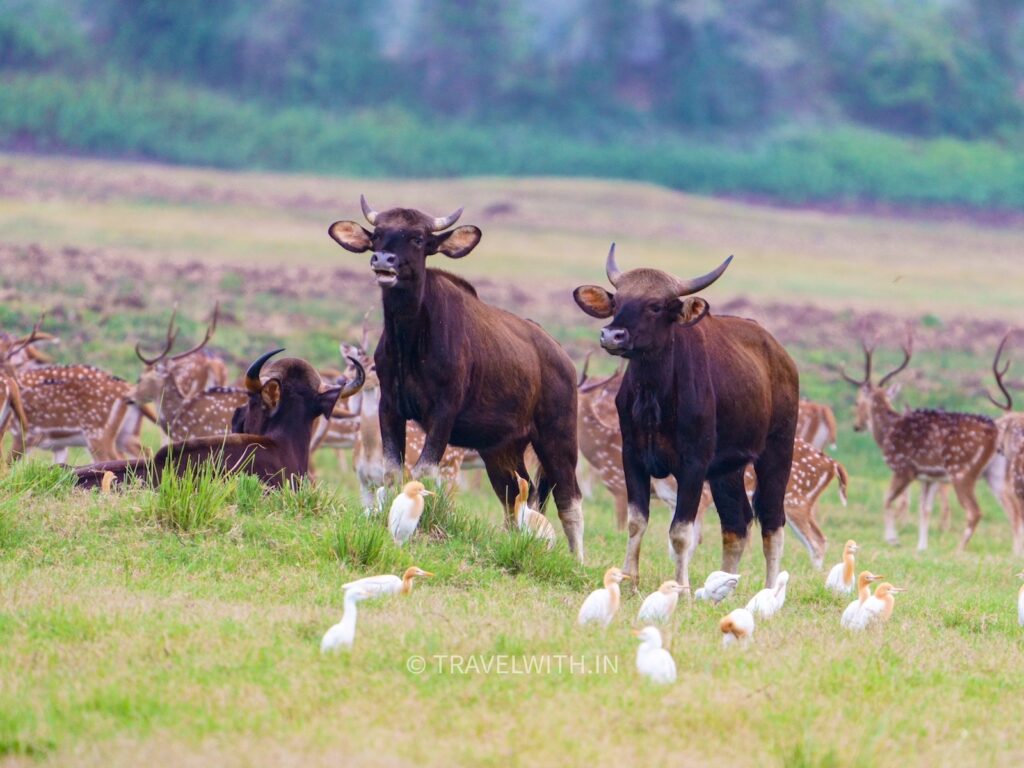 tadoba-national-park-indian-bison-gau-travelwith