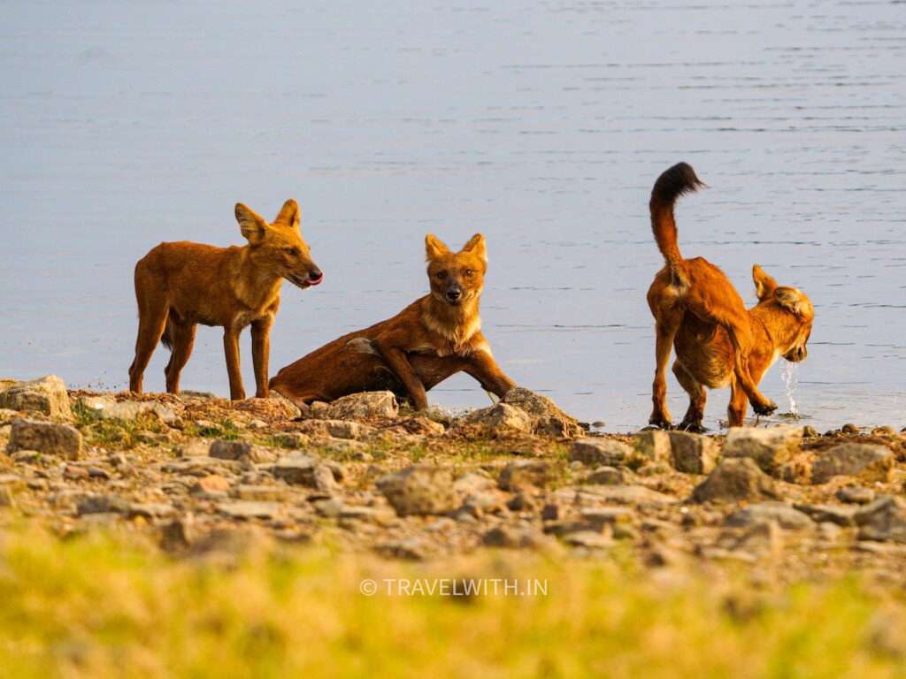 tadoba-national-park-indian-wild-dog-dhole-travelwith