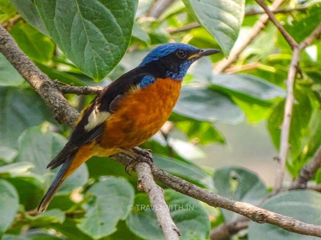 blue capped rock thrush