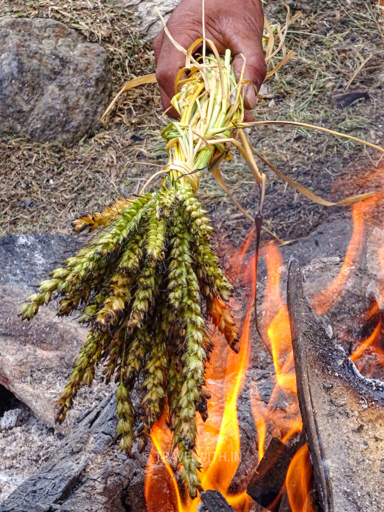 tirthan-valley-organic-wheat-kernels-travelwith