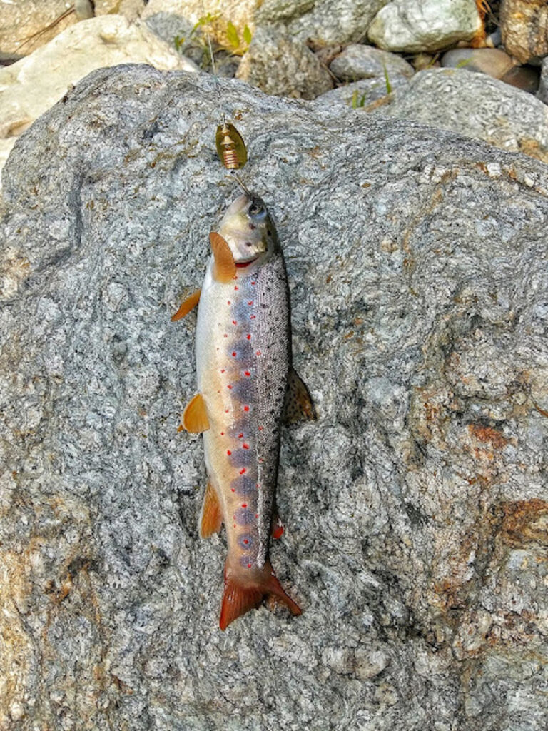 tirthan-valley-trout-catch-and-release-travelwith