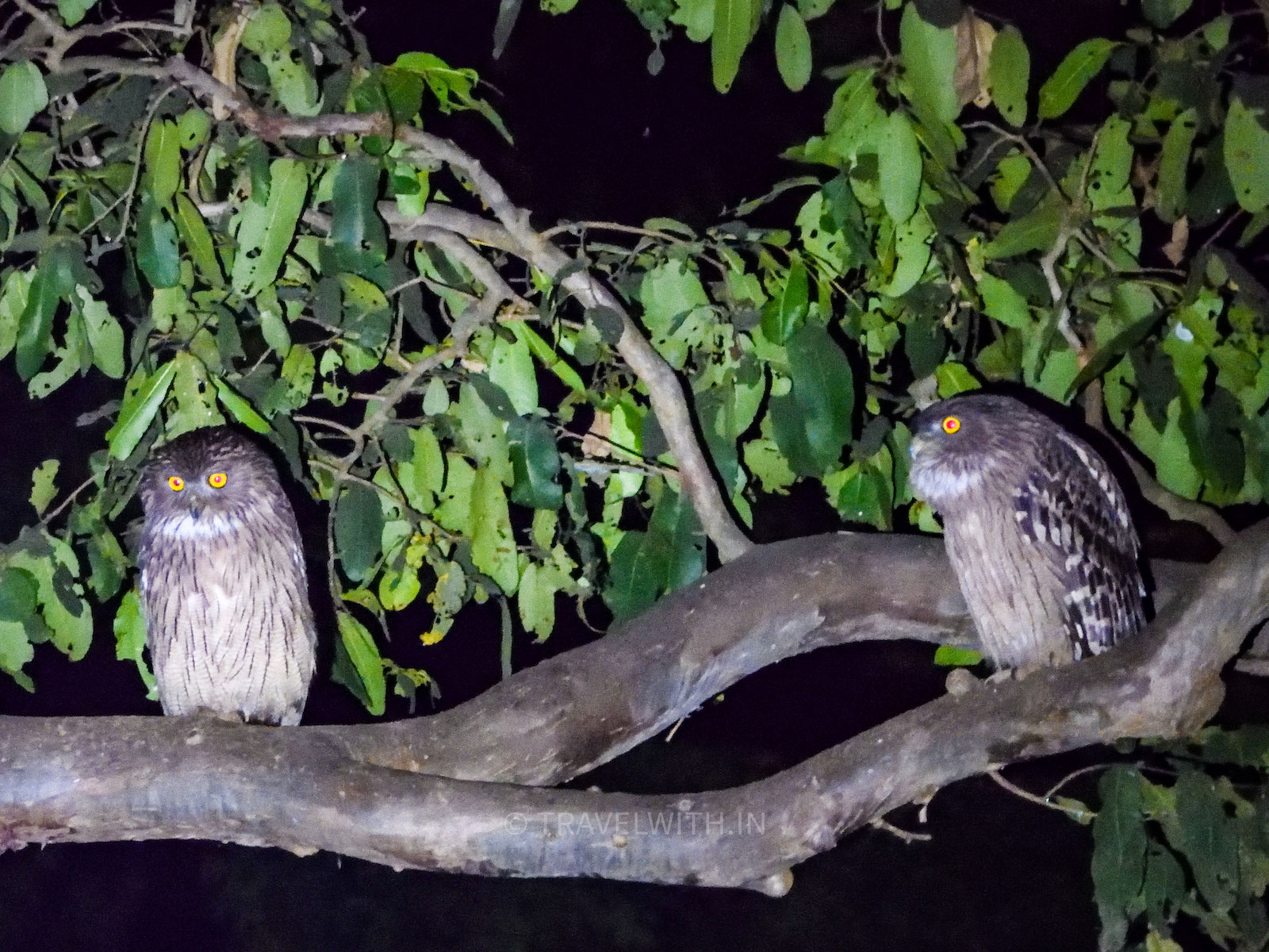 brown-fish-owl-chhattisgarh-wildlife-birdwatching-travelwith