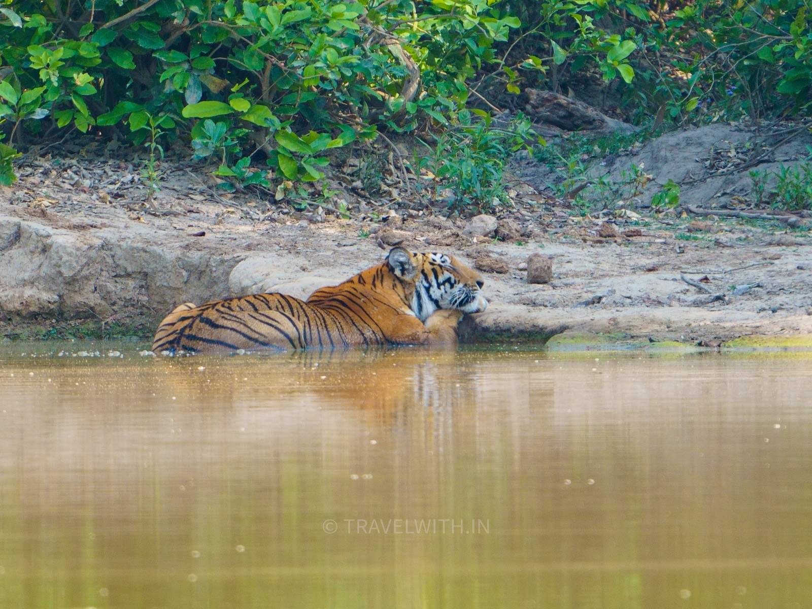 corbett-national-park-tiger-safari-jeep-safari-travelwith