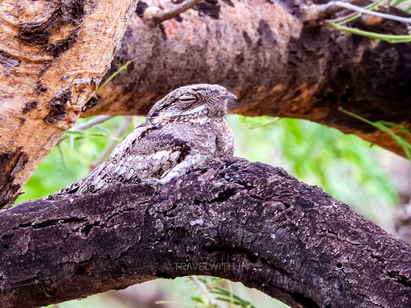 indian-nightjar-birdwatching-tour-kumbhalgarh-wildlife-sanctuary-travelwith