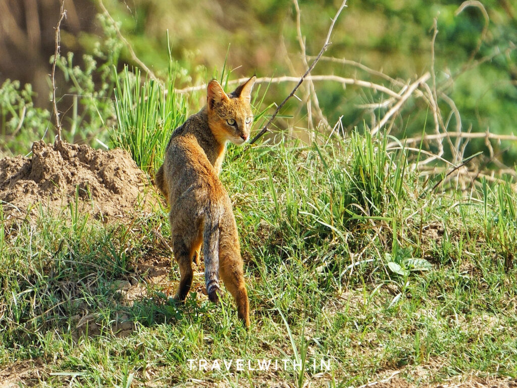 jungle-cat-chambal-river-safari-guided-tour-from-agra-travelwith