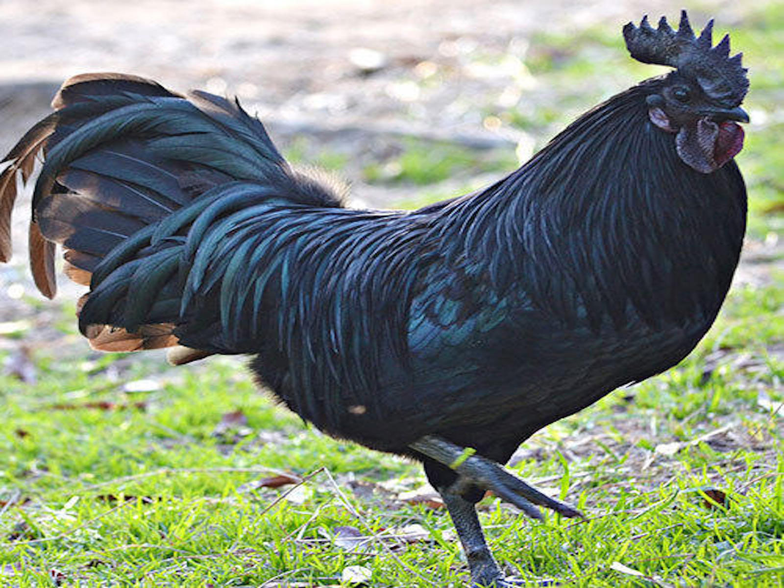 kadaknath-chicken-murga-chhattisgarh-travelwith