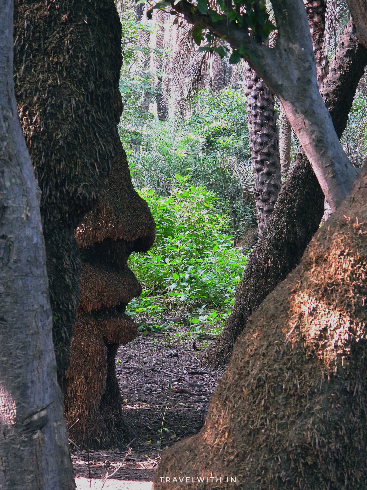 patna-bird-sanctuary-awagarh-uttar-pradesh-palm-tree-shaped-like-human-face-travelwith