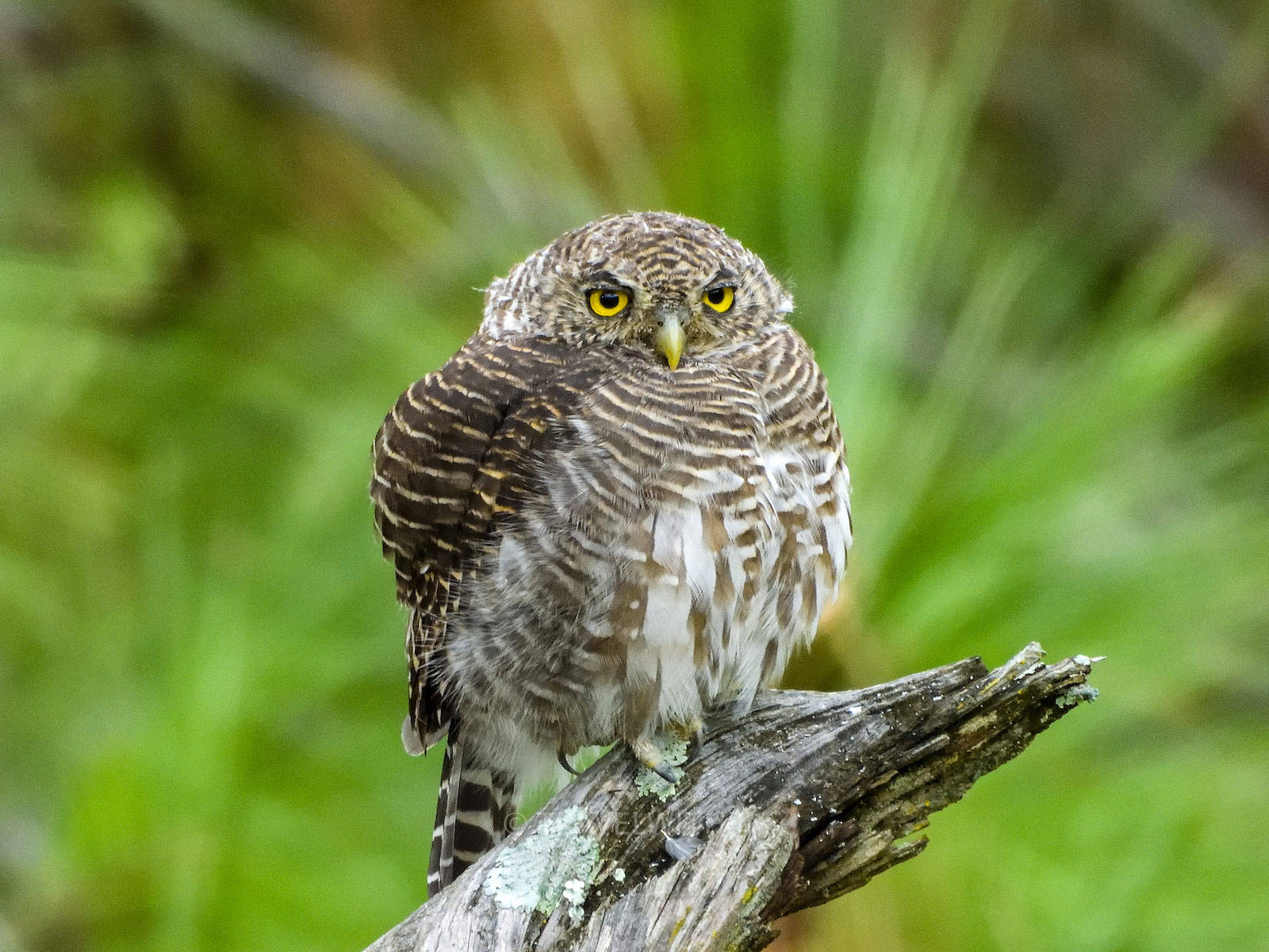 ranikhet-birdwatching-tour-jungle-owlet-travelwith