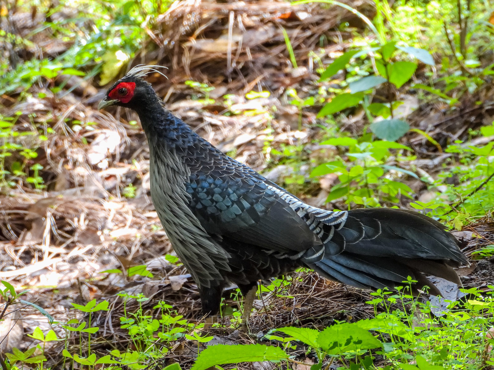 ranikhet-cantonment-nature-trail-birdwatching-kalij-pheasant-travelwith