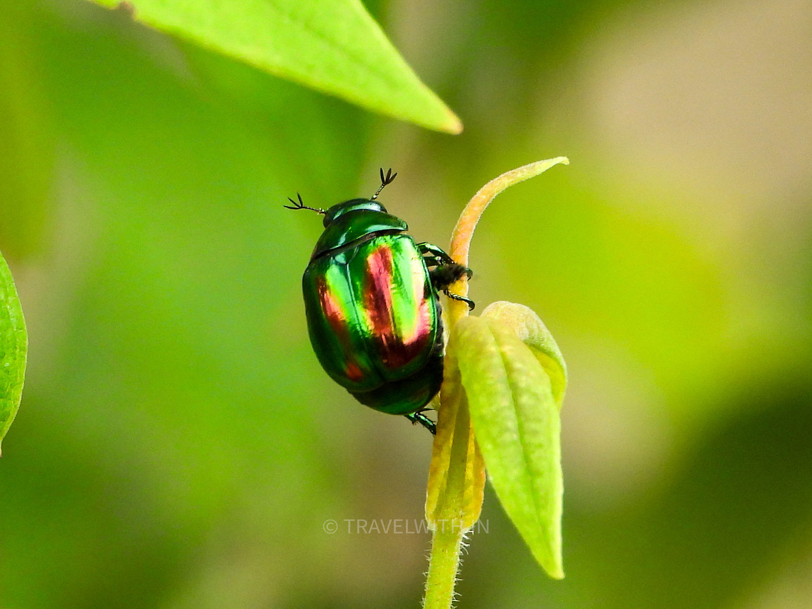 ranikhet-uttarakhand-flora-fauna-guided-tour-travelwith