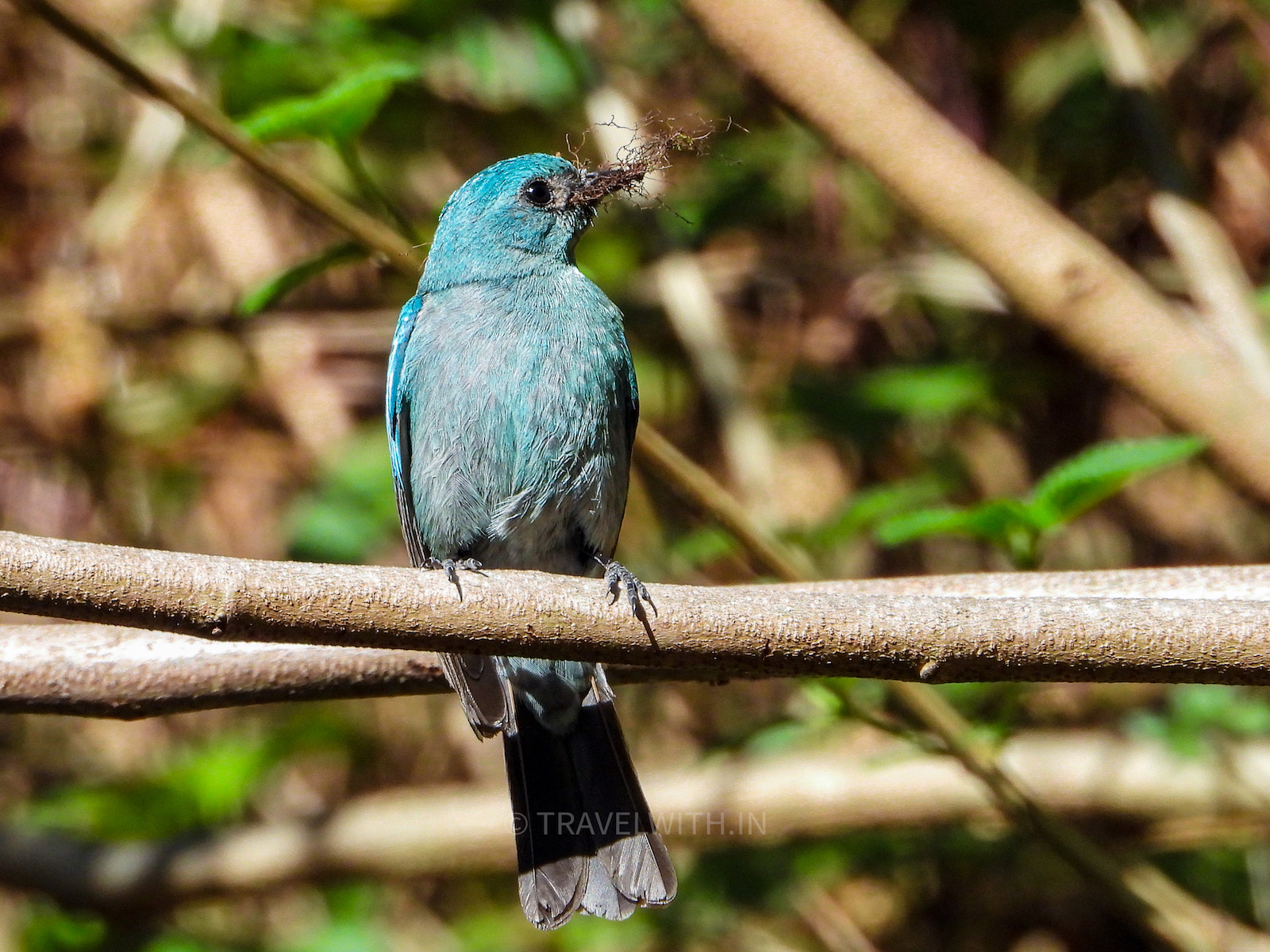 sattal-lake-uttarakhand-birdwatching-verditer-flycatcher-travelwith